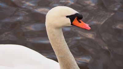 Swan